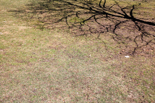 tree shadow in the field