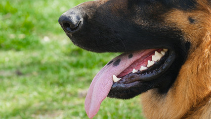 Purebred German Shepherd Resting in the Grass Close Up Portrait. Dog's Tongue in Mouth