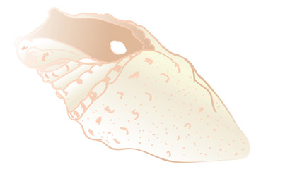 Decorative seashell design