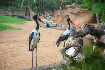 African saddle-billed stork at the creek