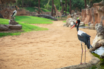 African saddle-billed stork at the creek