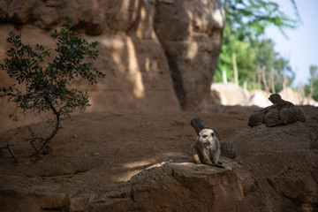 bored meerkat on a stone slide