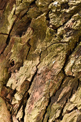 Old and weathered bark of tree