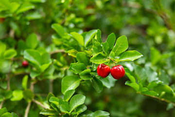 acerola fruto frutifera verde natureza vegano fruta vermelho verde
