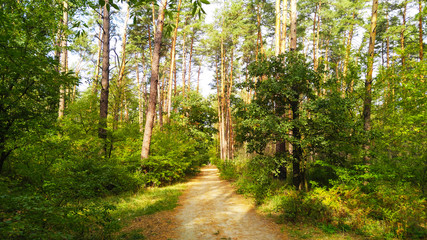 alley in summer in the forest of europe