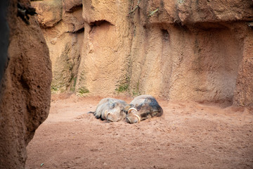 warthogs resting in the sand