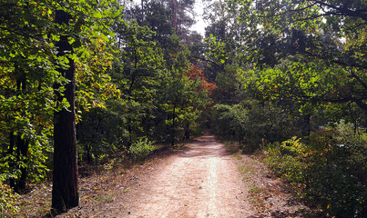 Alley in the summer forest
