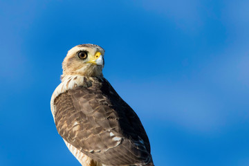 eagle on a green background