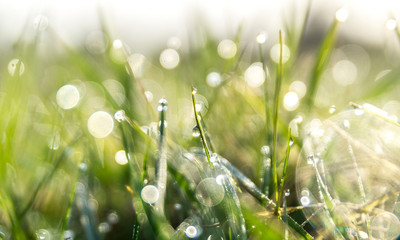 green grass with dew drops
