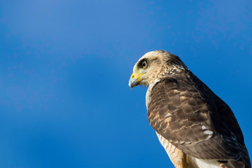 portrait of an eagle