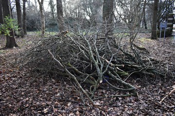 Pile of cut down tree branches lying in the Park.