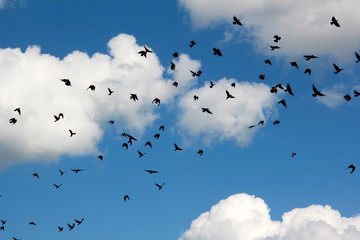 A flock of large numbers of black birds against a blue sky with clouds.