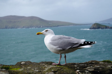 Fototapeta na wymiar Seagull on the Wild Atlantic Way in Ireland