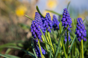 Grape Hyacinth