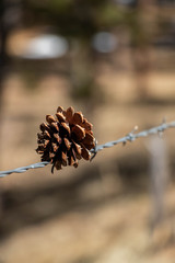 pine cone on a fence