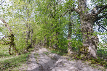Forest Trail. A road in the woods. A forest alley. Old beautiful trees.
