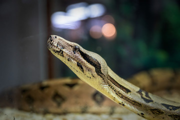 Snake in the terrarium in a zoo