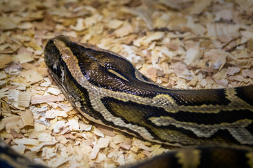 Snake in the terrarium in a zoo