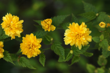 Kerrie Ranunkelstrauch Kerria 