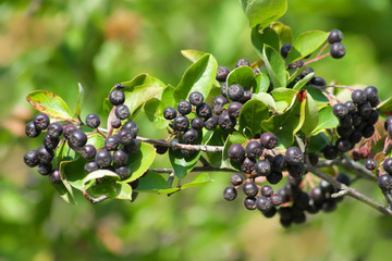Aroniazweig - Aronia - Apfelbeeren am Zweig