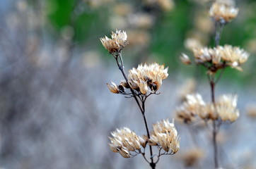 Nahaufnahme einer verblühten Bartblume