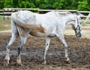 Obraz na płótnie Canvas Horse on the farm