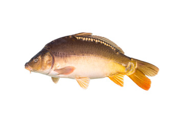 Mirror carp are a type of fish, commonly found in Europe. The name 