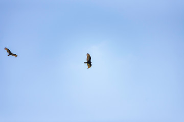 Turkey Vultures Overhead in Inverness