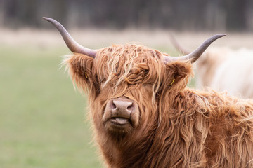 A highland cow sticking its tongue out - obrazy, fototapety, plakaty