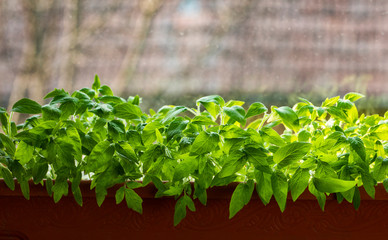home gardening seedlings growing in a pot