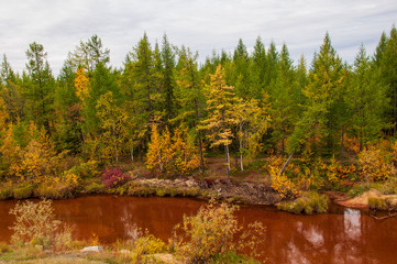 Brown river slow flowing across the green and yellow forest with reflections of pines and trees in the water. Autumn on the north with blue sky above