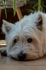 West Highland White Terrier dog posing looking at the camera.