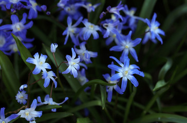 Scilla Blaustern