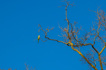 A parrot on a branch against a blue sky.