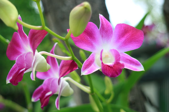 Closeup Vibrant Pink and White Blooming Dendrobium Orchid Flowers with Buds in Foreground 