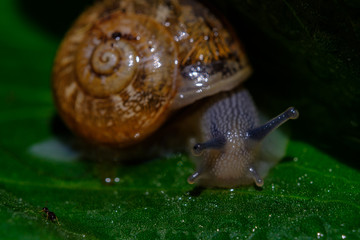 A small ant running away from a snail on a green leaf covered in dew drops.