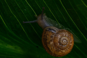 Macro Photography. Snail ion a green leaf covered in dew drops.
