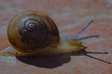 A snail isolated on a brown background.
