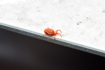 Rote Samtmilbe (Trombidium holosericeum)