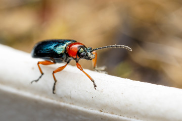 Käfer