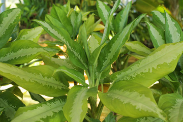 Foliage