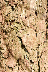 Old and weathered bark of tree