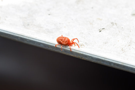 Rote Samtmilbe (Trombidium holosericeum)