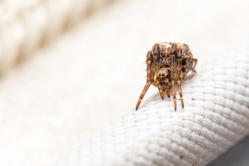 Spinne auf Weiß