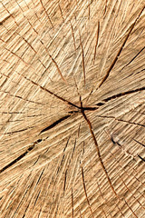 Cut of tree wooden background