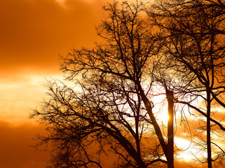 Dramatic silhouette of spring trees background
