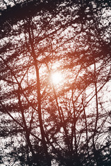 Silhouette and sun rays through the branches of weeping willow tree. Salix babylonica in the sunset.