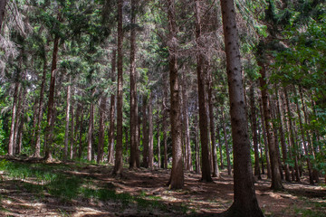 path in the forest