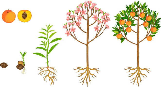 Life cycle of peach tree isolated on white background. Plant growing from seed to peach tree with ripe fruits and root system