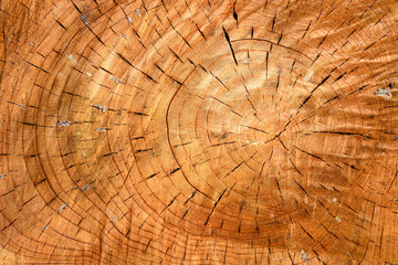 Fototapeta premium Weathered wooden texture